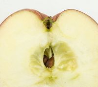 Redfree Apples